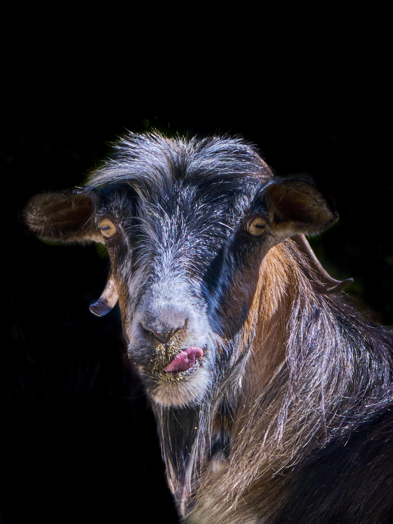 „Ich sehe dich an.“ Ziegen-Portraits von Michael Stiegler